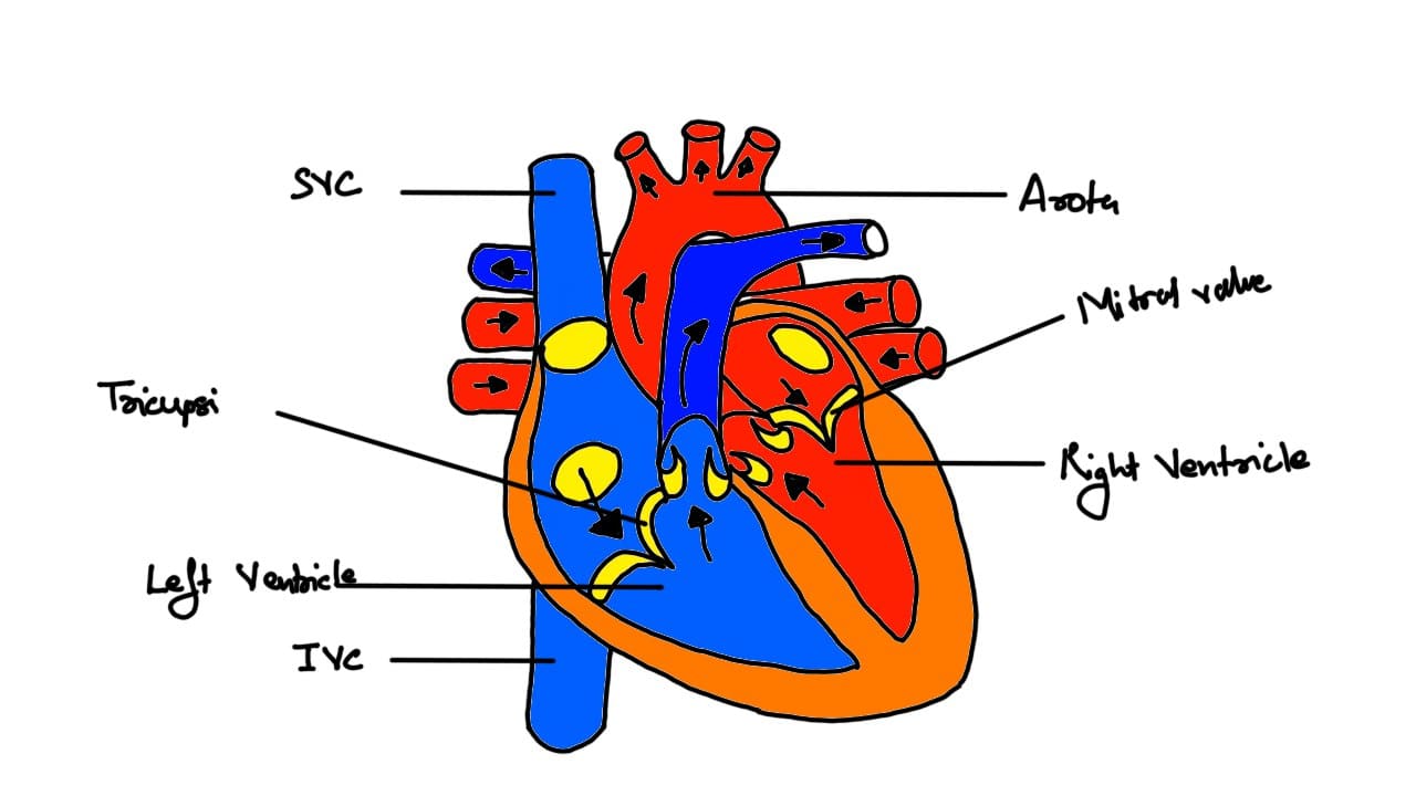 Heart Anatomy and its Disease